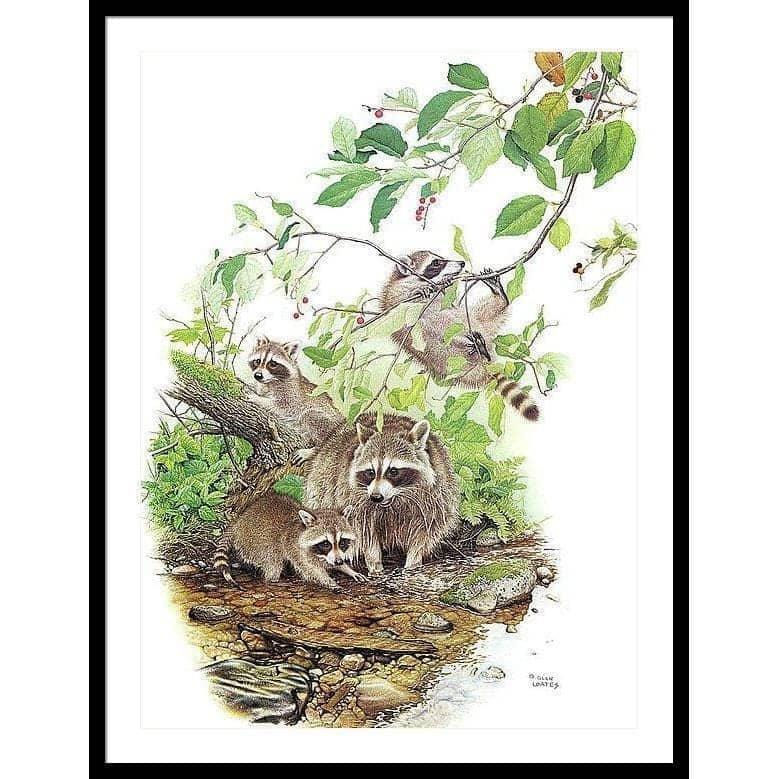 Raccoon Family - Framed Print | Artwork by Glen Loates