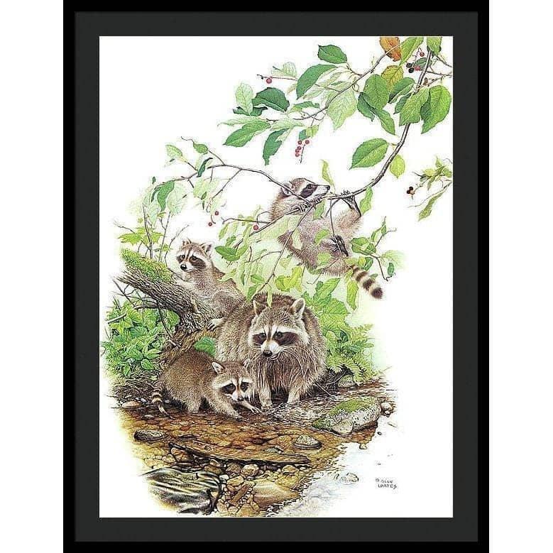 Raccoon Family - Framed Print | Artwork by Glen Loates