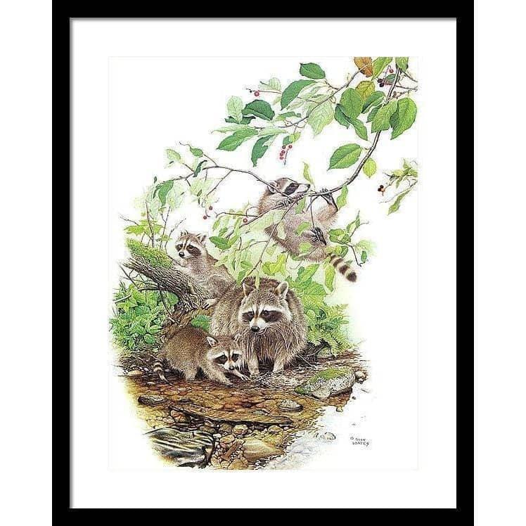 Raccoon Family - Framed Print | Artwork by Glen Loates