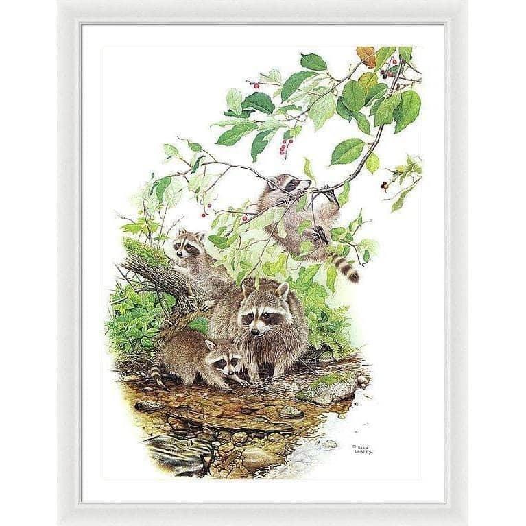 Raccoon Family - Framed Print | Artwork by Glen Loates
