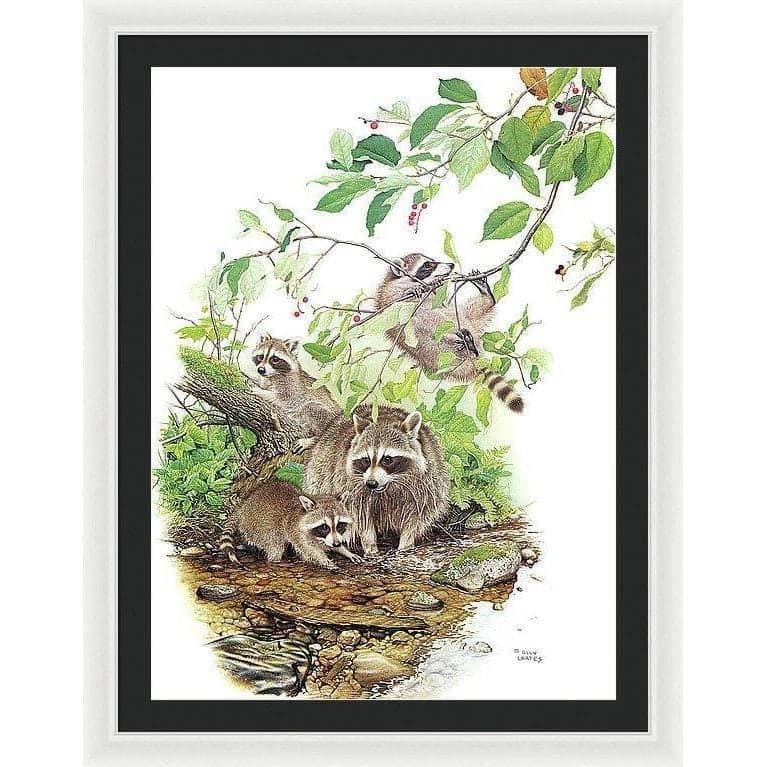 Raccoon Family - Framed Print | Artwork by Glen Loates