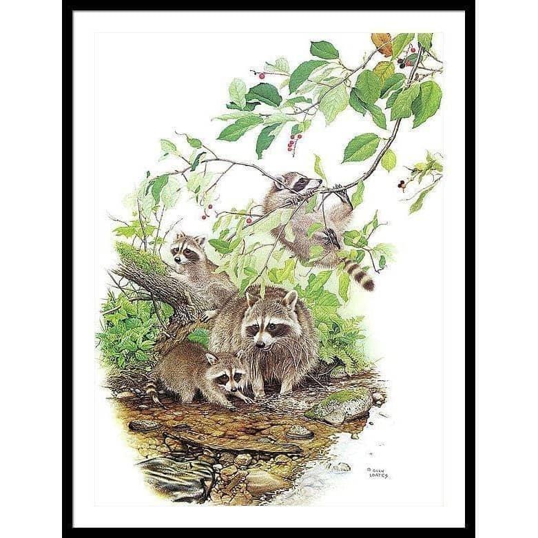 Raccoon Family - Framed Print | Artwork by Glen Loates