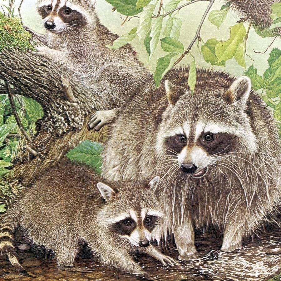 Raccoon Family - Framed Print | Artwork by Glen Loates