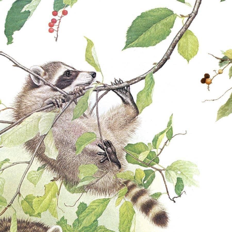 Raccoon Family - Framed Print | Artwork by Glen Loates