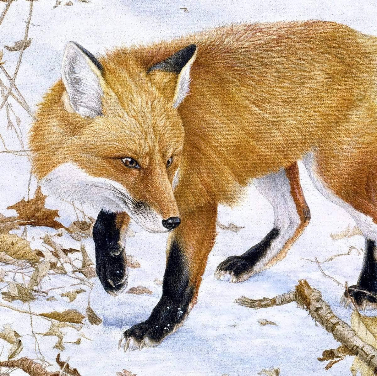 Red Fox and Cedar - Canvas Print | Artwork by Glen Loates