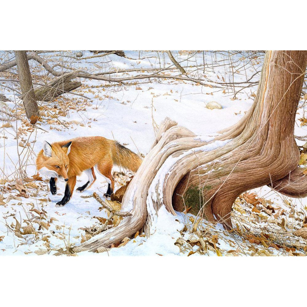 Red Fox and Cedar - Canvas Print | Artwork by Glen Loates