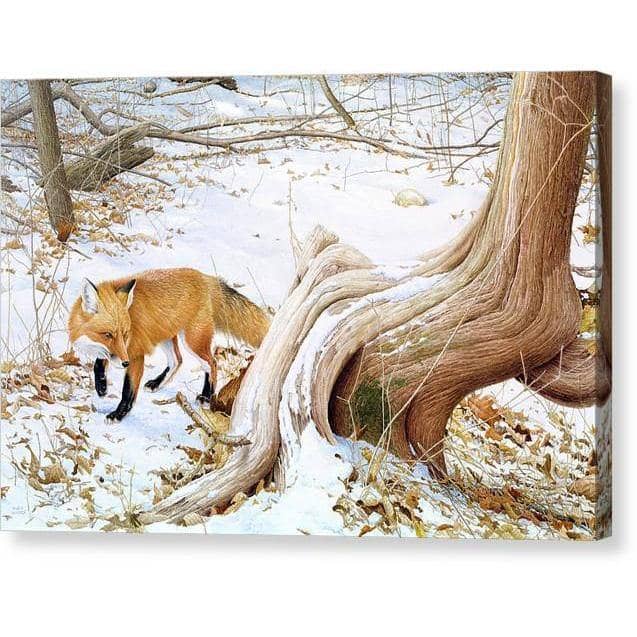 Red Fox and Cedar - Canvas Print | Artwork by Glen Loates