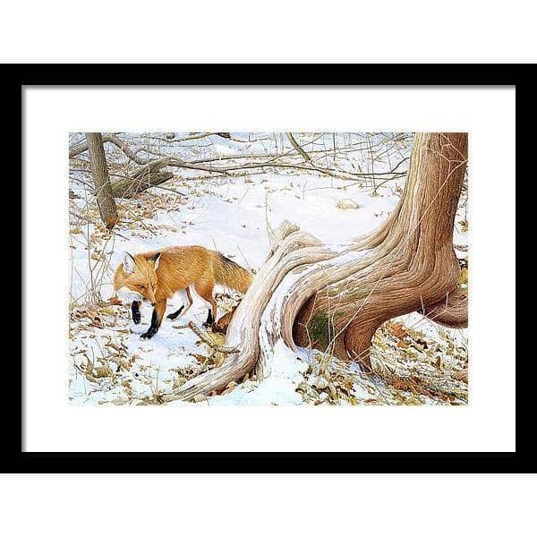 Red Fox and Cedar by Glen Loates, framed piece: a red fox trotting past a twisted cedar in winter snow