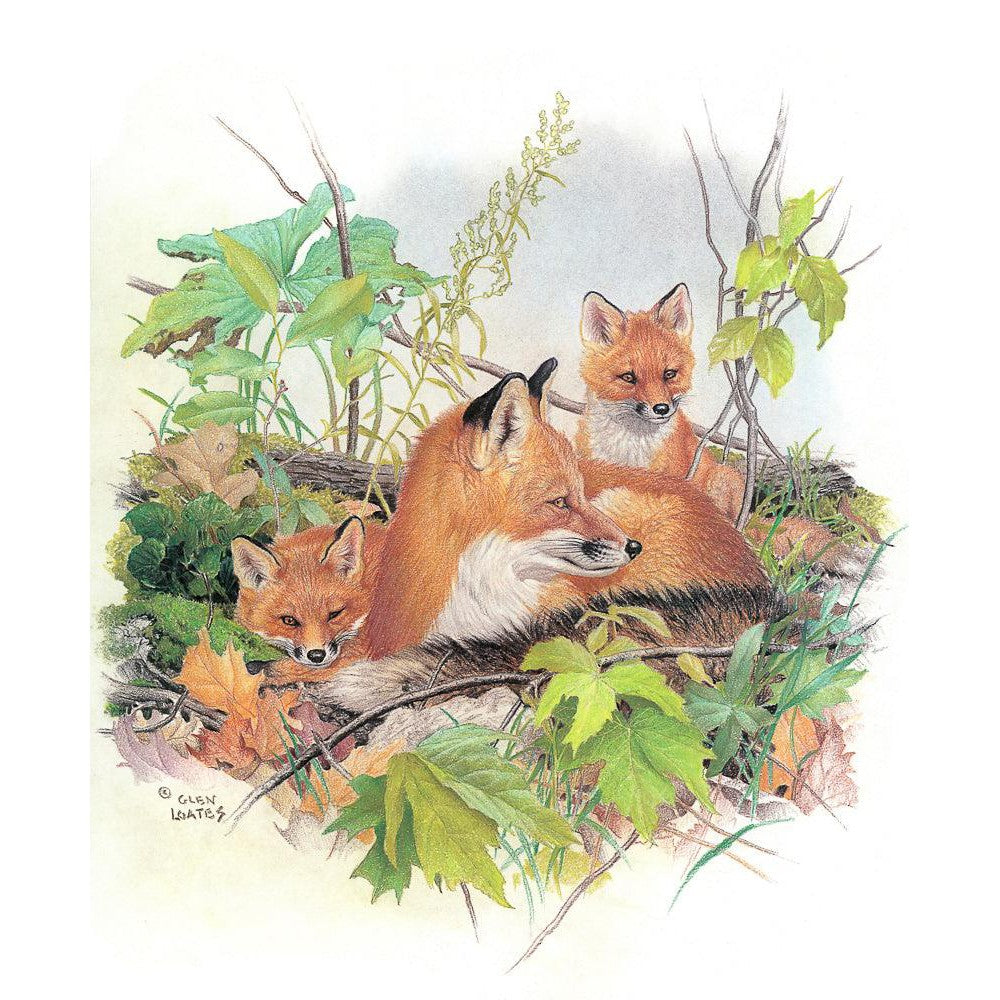 Red Fox and Kits - Canvas Print | Artwork by Glen Loates