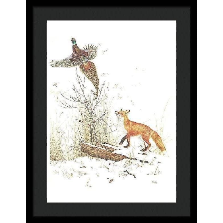 Red Fox and Ring-necked Pheasant - Framed Print | Artwork by Glen Loates