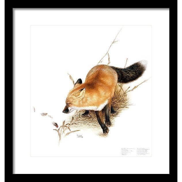 Red Fox - Framed Print | Artwork by Glen Loates
