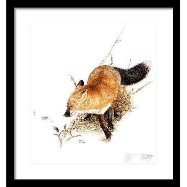 Red Fox - Framed Print | Artwork by Glen Loates