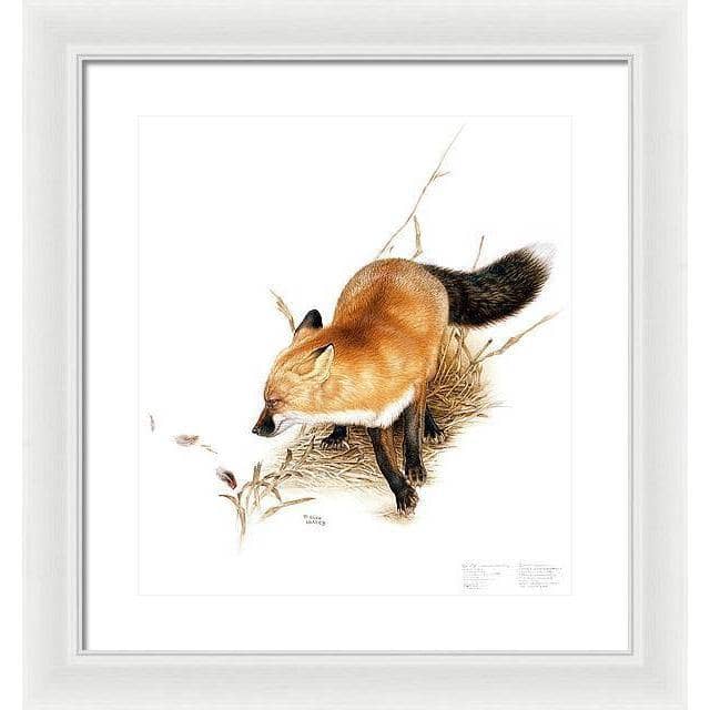 Red Fox - Framed Print | Artwork by Glen Loates