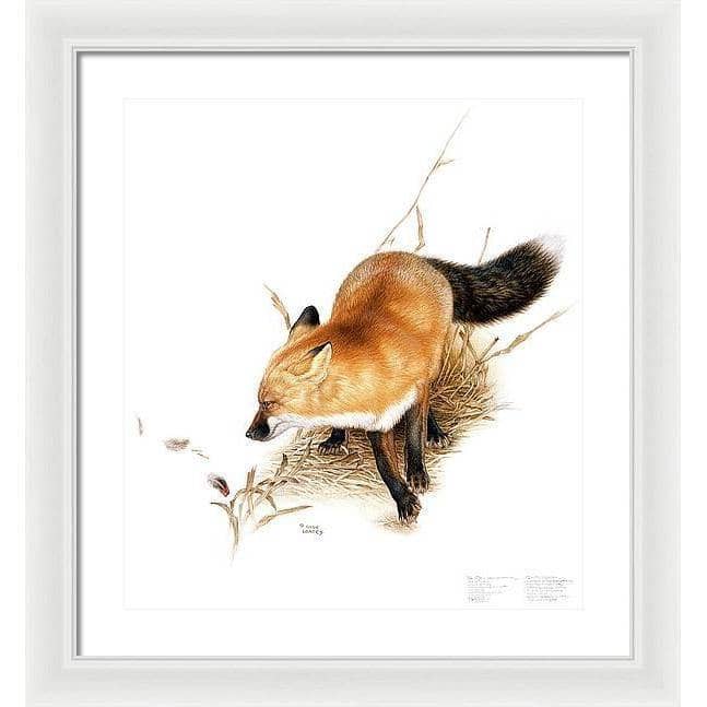 Red Fox - Framed Print | Artwork by Glen Loates
