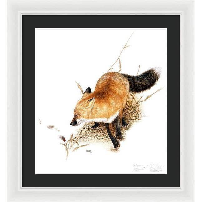 Red Fox - Framed Print | Artwork by Glen Loates