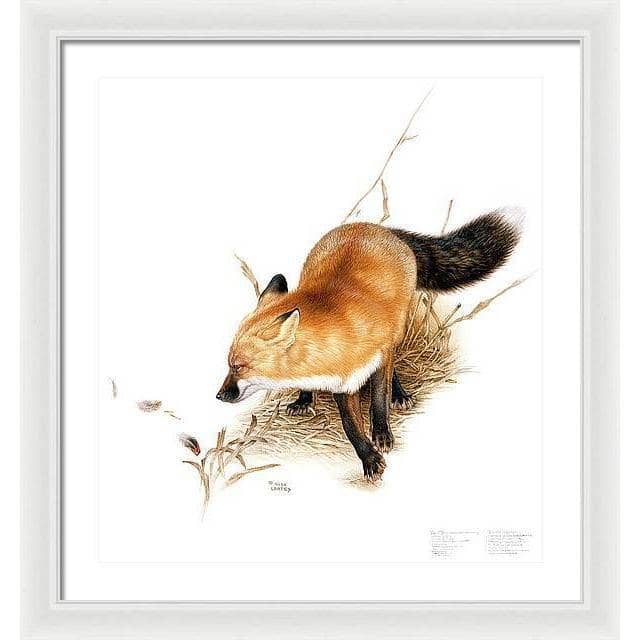 Red Fox - Framed Print | Artwork by Glen Loates