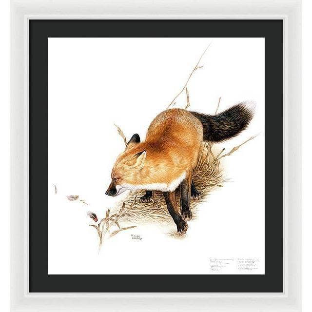 Red Fox - Framed Print | Artwork by Glen Loates
