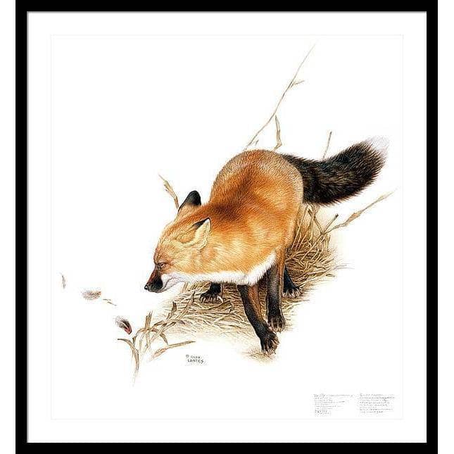 Red Fox - Framed Print | Artwork by Glen Loates