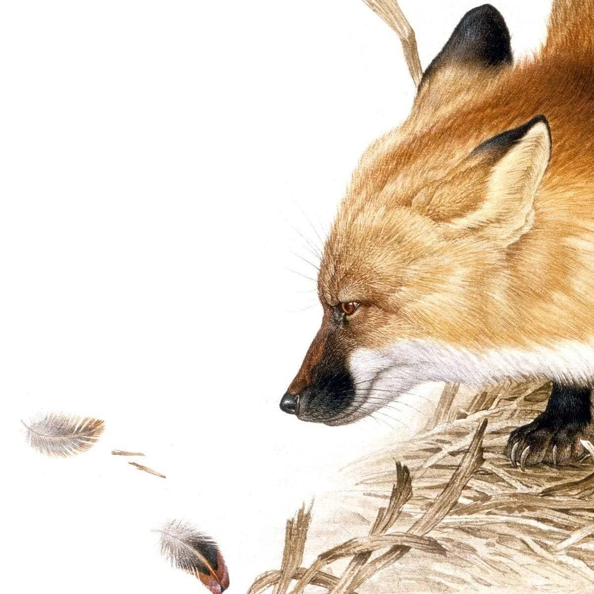 Red Fox - Framed Print | Artwork by Glen Loates