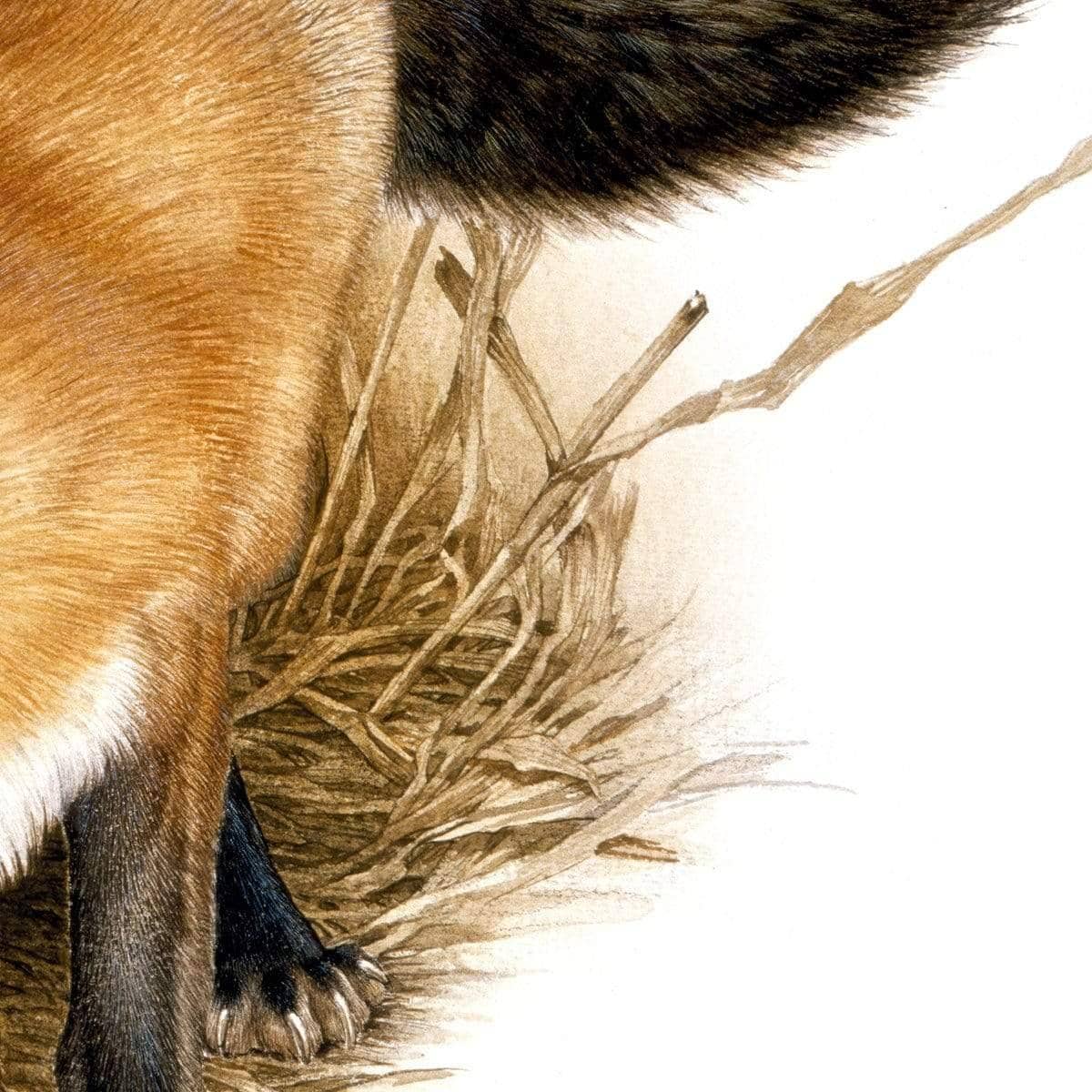 Red Fox - Framed Print | Artwork by Glen Loates