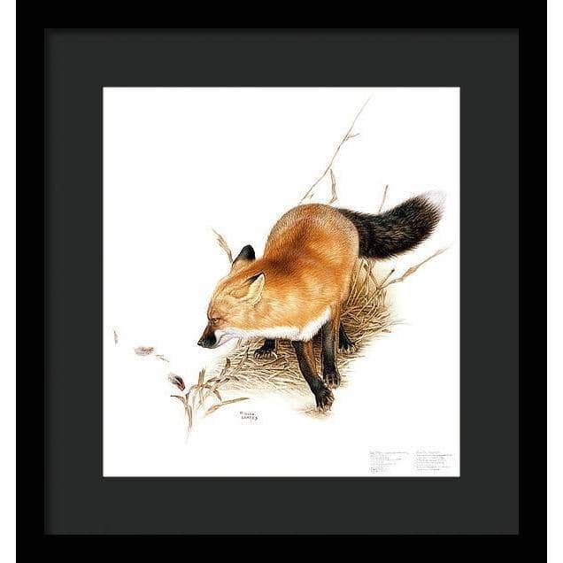 Red Fox - Framed Print | Artwork by Glen Loates