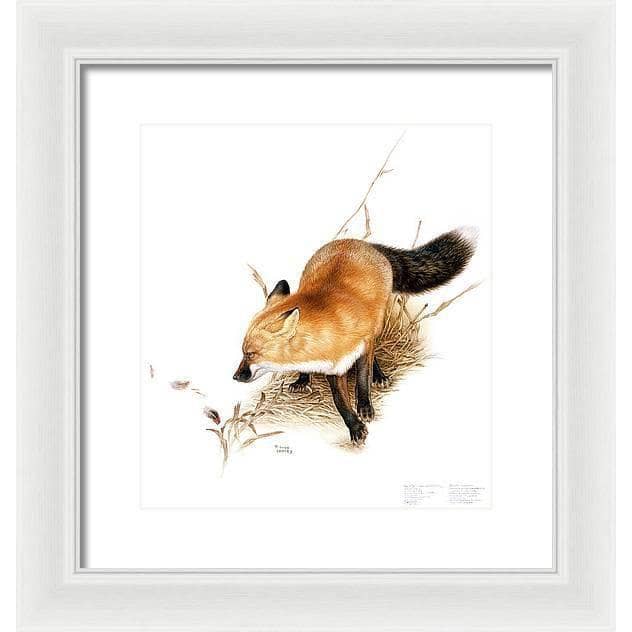 Red Fox - Framed Print | Artwork by Glen Loates
