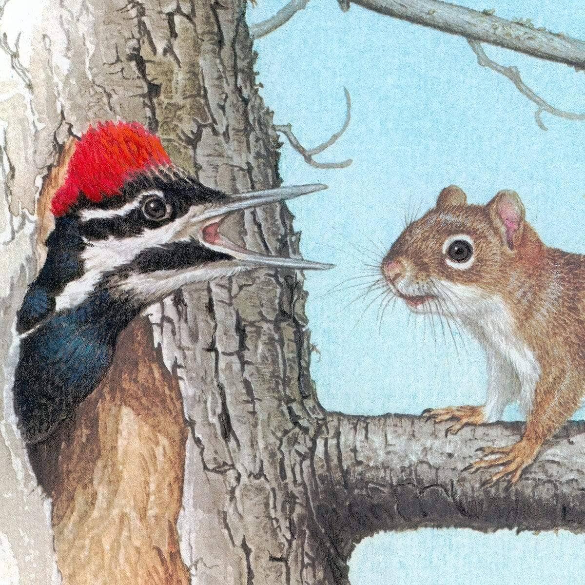 Red Squirrel and Pileated Woodpecker - Canvas Print | Artwork by Glen Loates