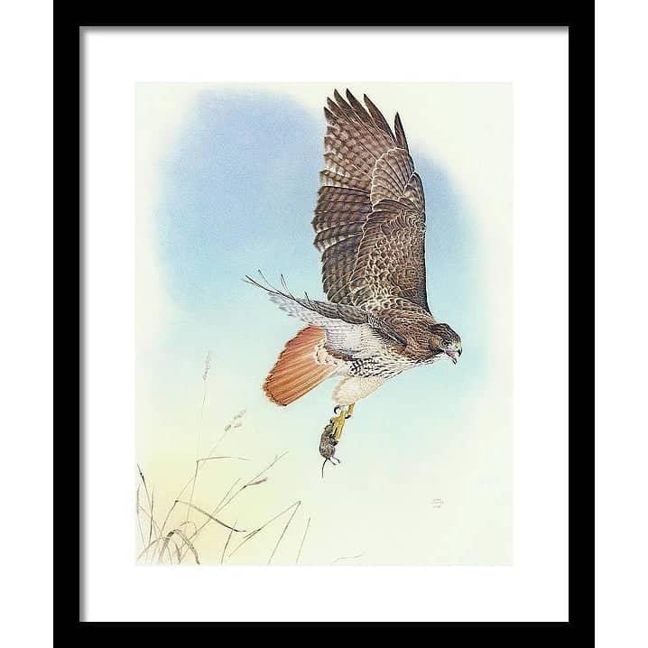 Red-tailed Hawk - Framed Print | Artwork by Glen Loates