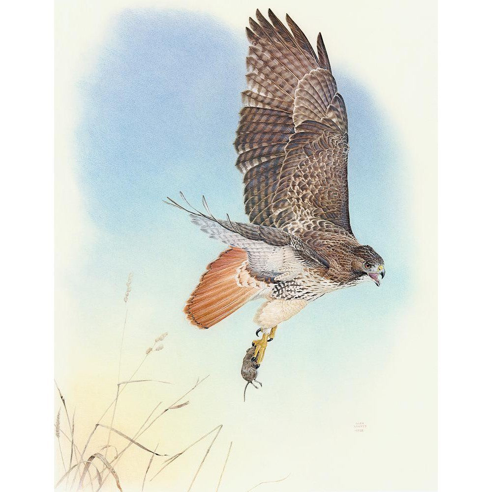 Red-tailed Hawk - Framed Print | Artwork by Glen Loates