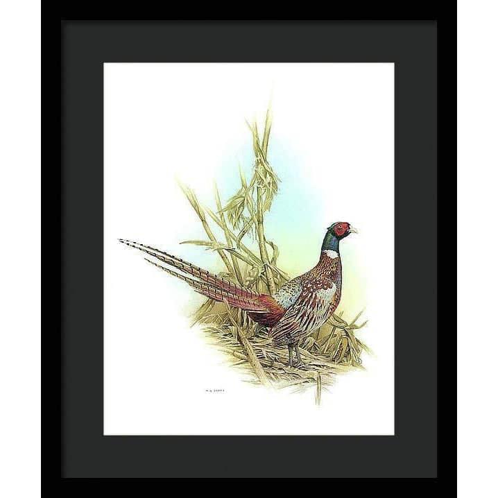 Ring Necked Pheasant - Framed Print | Artwork by Glen Loates