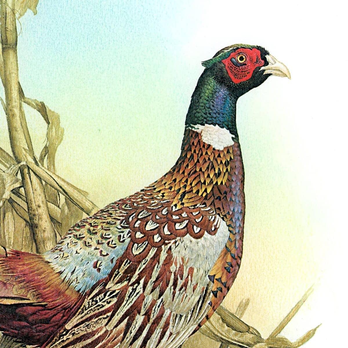 Ring Necked Pheasant - Framed Print | Artwork by Glen Loates