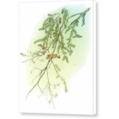 Gallery Canvas