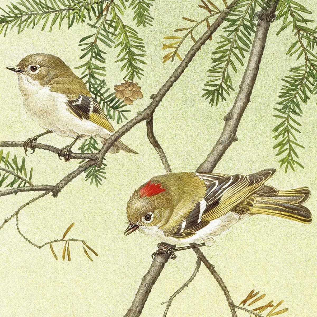 Ruby Crowned Kinglet - Framed Print | Artwork by Glen Loates