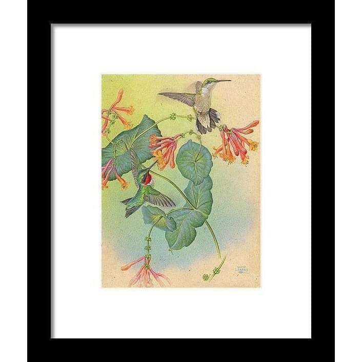 Ruby-throated Hummingbirds with Trumpet Flower by Glen Loates, framed piece: hummingbirds at orange trumpet honeysuckle
