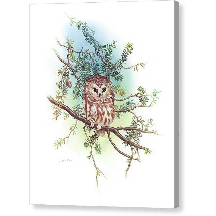 Saw-Whet Owl - Canvas Print | Artwork by Glen Loates