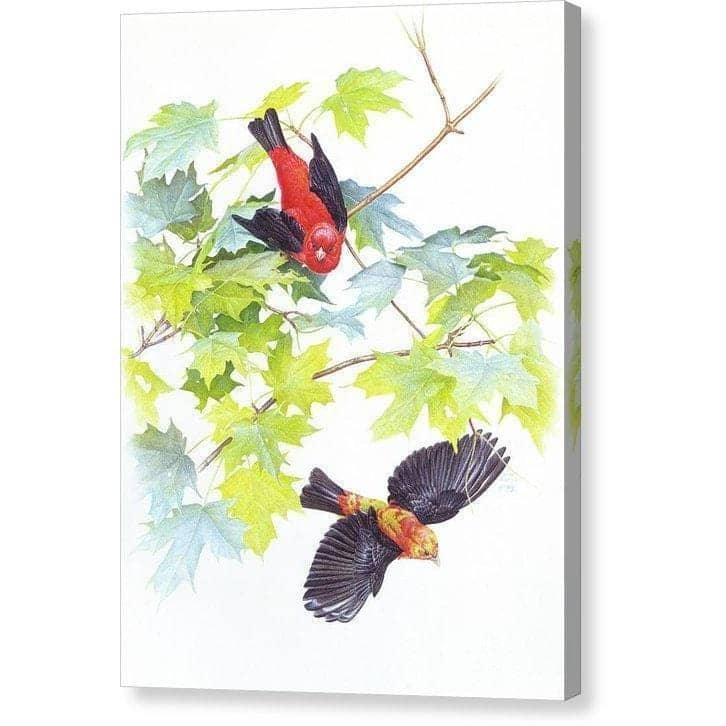 Scarlet Tanagers - Canvas Print | Artwork by Glen Loates