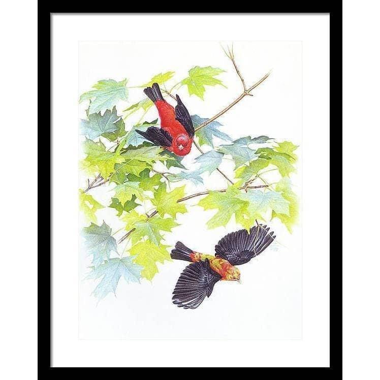 Scarlet Tanagers - Framed Print | Artwork by Glen Loates