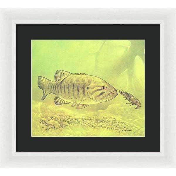 Small Mouth Bass Pursuing Crayfish - Framed Print | Artwork by Glen Loates