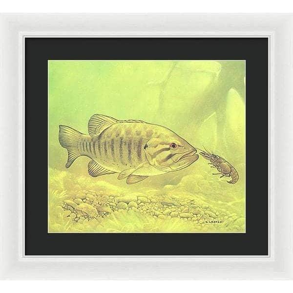 Small Mouth Bass Pursuing Crayfish - Framed Print | Artwork by Glen Loates