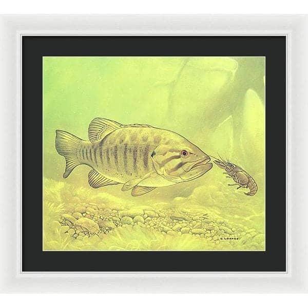 Small Mouth Bass Pursuing Crayfish - Framed Print | Artwork by Glen Loates