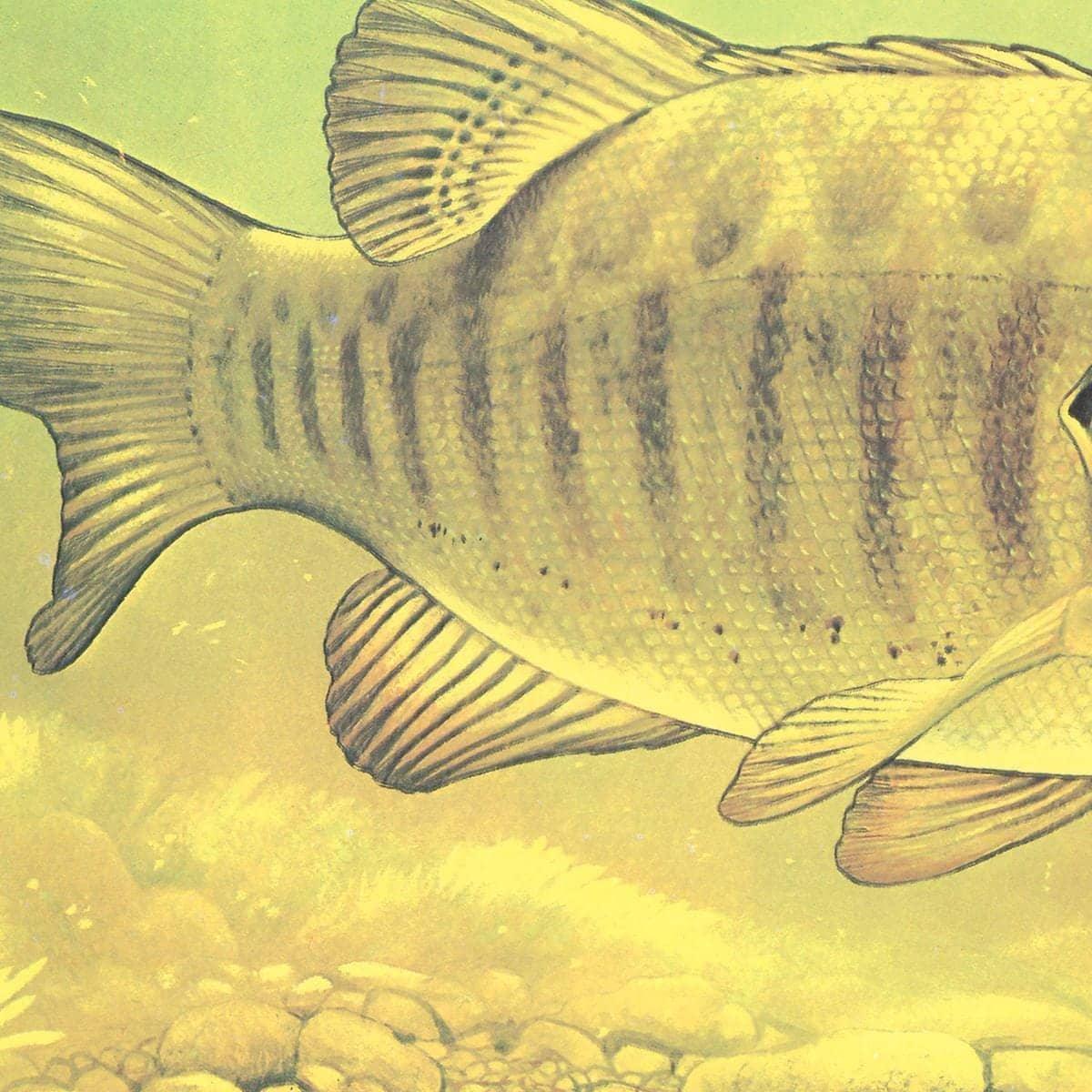 Small Mouth Bass Pursuing Crayfish - Framed Print | Artwork by Glen Loates
