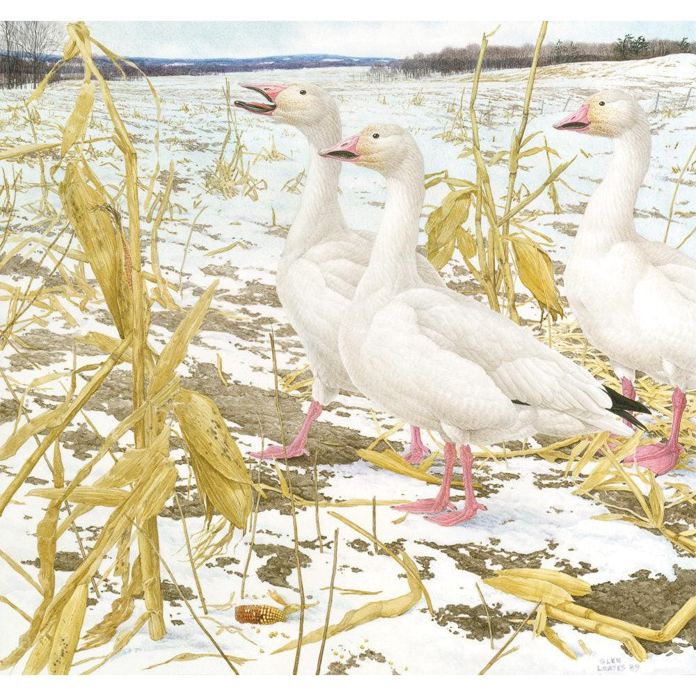Snow Geese in Corn Field - Canvas Print | Artwork by Glen Loates