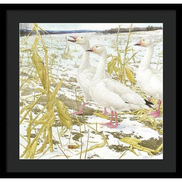 Snow Geese in Corn Field - Framed Print | Artwork by Glen Loates