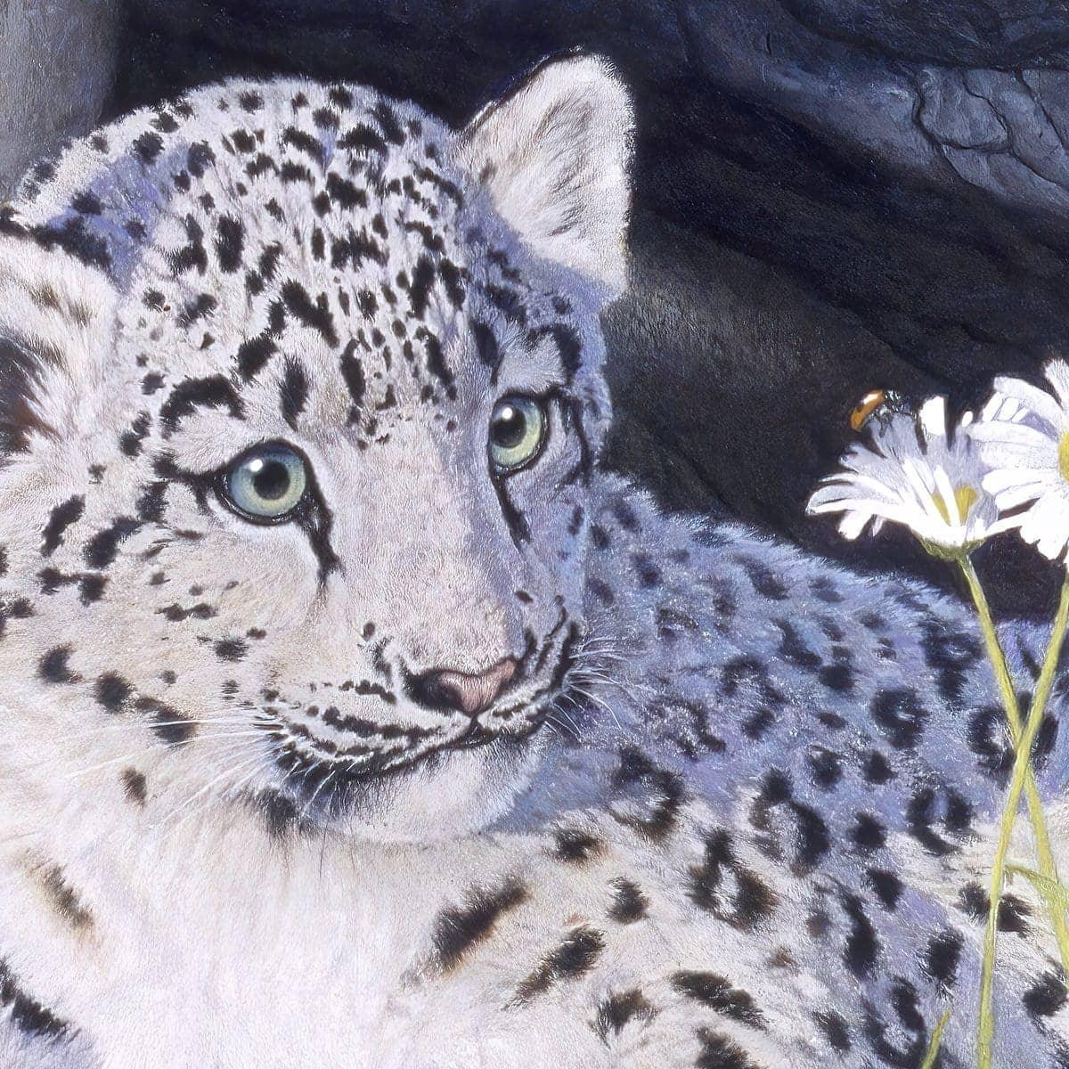 Snow Leopard Cub - Framed Print | Artwork by Glen Loates