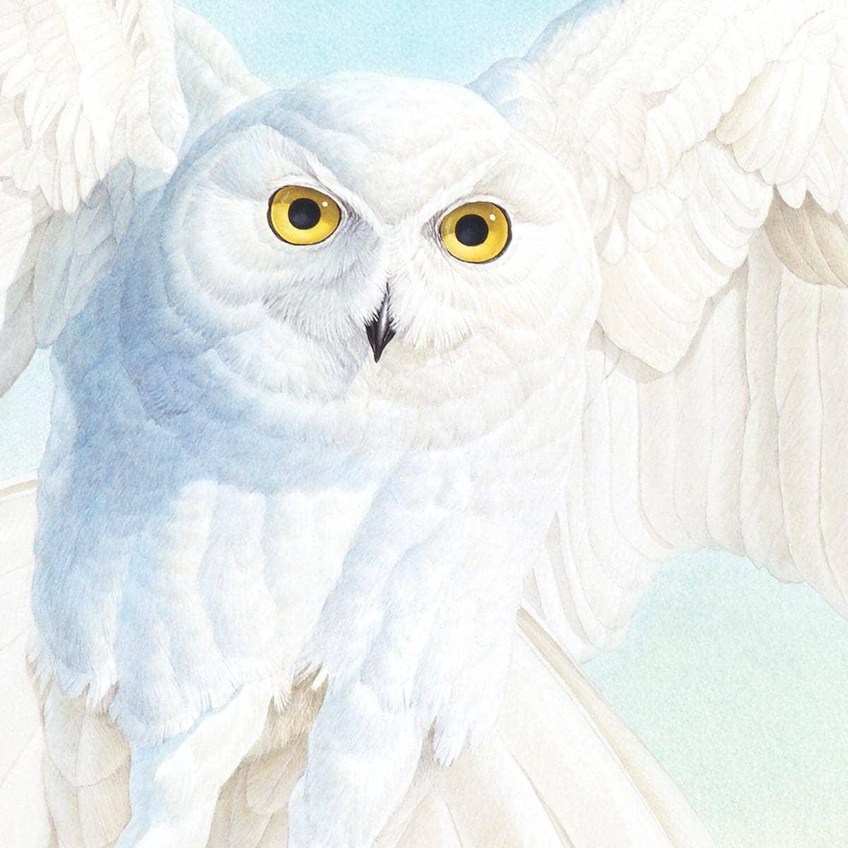 Snowy Owl - Framed Print | Artwork by Glen Loates