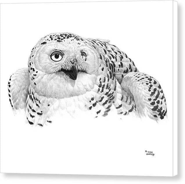 Snowy Owl Portrait by Glen Loates, gallery canvas: a pencil portrait of a snowy owl