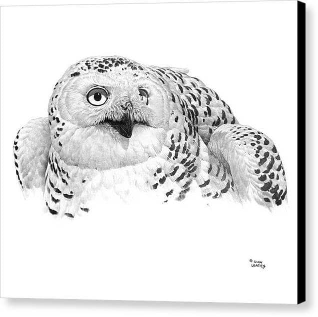 Snowy Owl Portrait by Glen Loates, gallery canvas with black wrapped edges