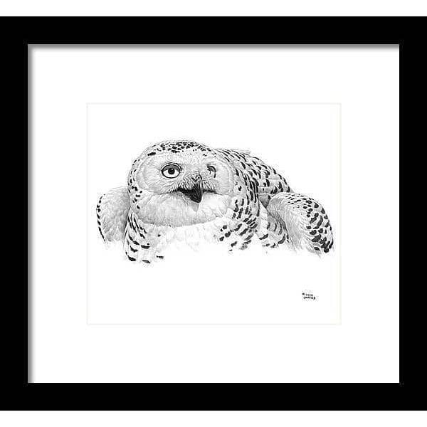 Snowy Owl Portrait by Glen Loates, framed piece: a pencil portrait of a snowy owl