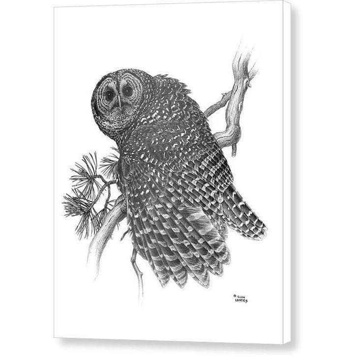Chouette tachetée par Glen Loates, toile de galerie : un dessin au crayon d’une chouette tachetée sur une branche