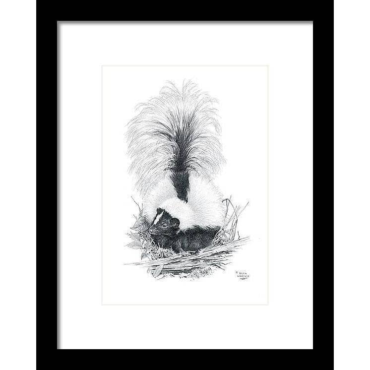 Striped Skunk by Glen Loates, framed piece: a pencil drawing of a striped skunk, tail raised